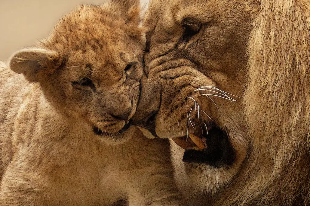 leão sendo carinhoso com filho