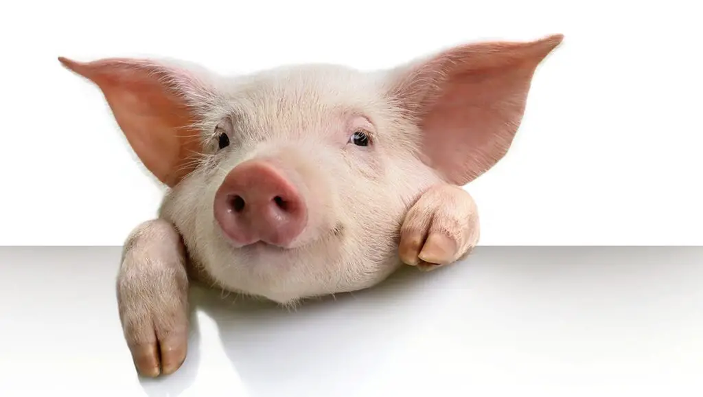 o que significa sonhar com porco