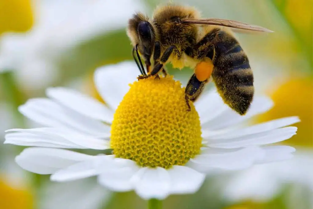 o que significa sonhar com abelha