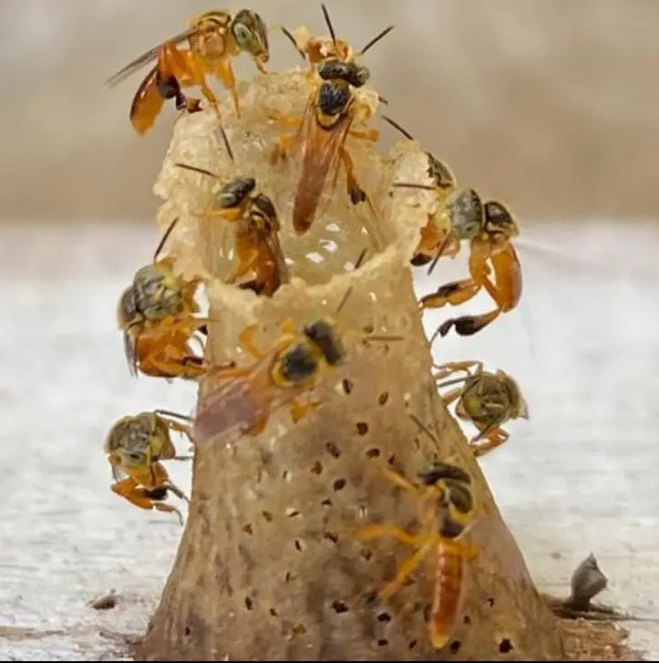 comeia de abelha