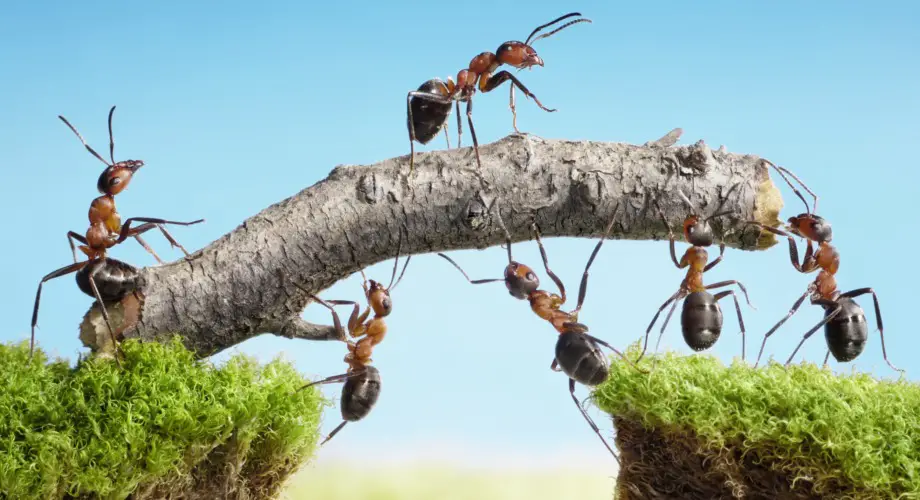 O que significa sonhar com formigas