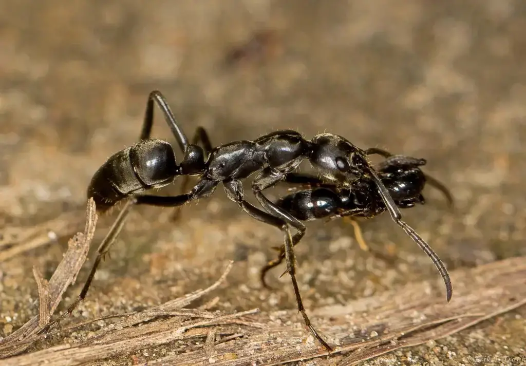 O que significa sonhar com formigas