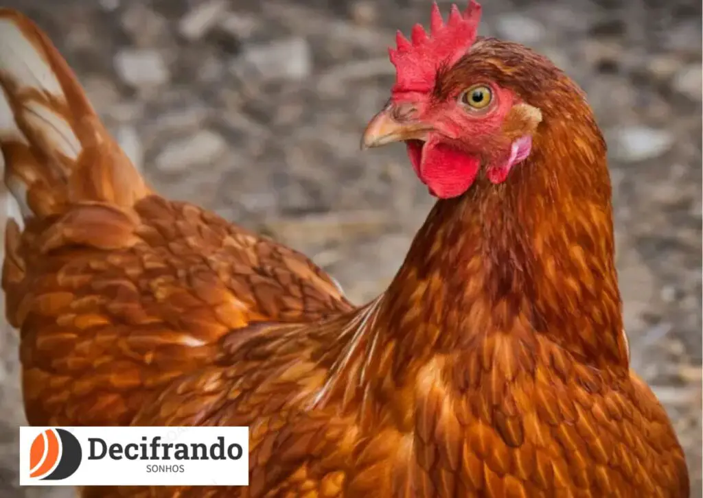 O que significa sonhar com galinha?