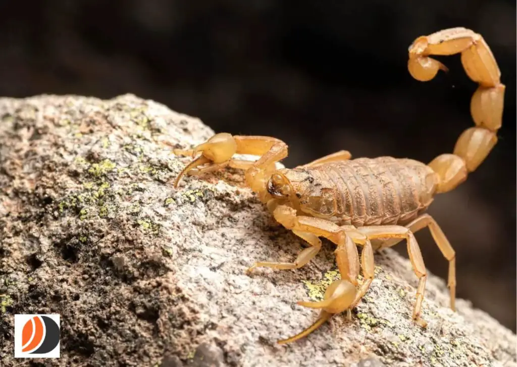 o que significa sonhar com escorpião