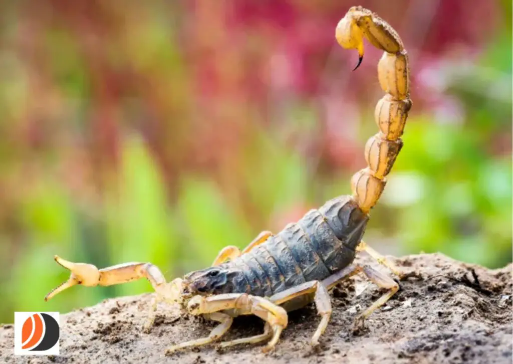 o que significa sonhar com escorpião